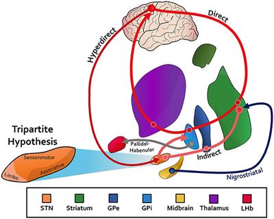 Non-motor Characterization of the Basal Ganglia: Evidence From Human and Non-human Primate Electrophysiology